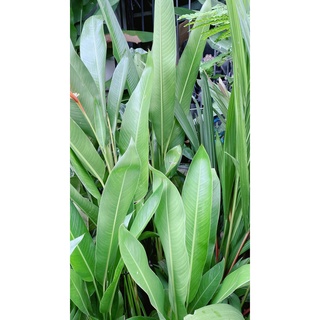 Bụi chuối mỏ két lớn