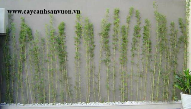 Bụi trúc quân tử