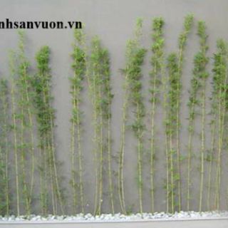 Bụi trúc quân tử