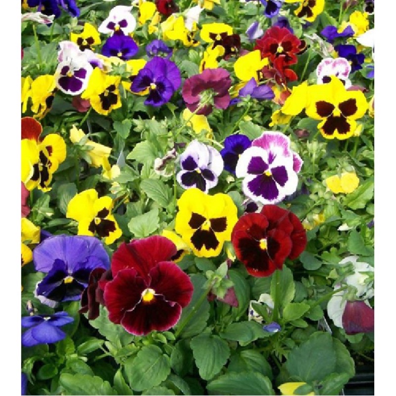 Hạt giống hoa Viola Pansy đủ màu siêu hoa F1