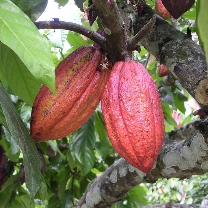 Bột cacao nguyên chất hoà tan - Chuyên pha chế trà sữa, thức uống socola, làm bánh - CACAOMI hộp thượng hạng 250g