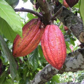 Bột Cacao Cà Phê CacaoMi 357g