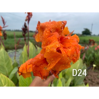 Củ chuối hoa màu cam