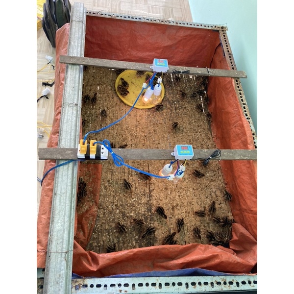Máy úm gà, vịt con, hỗ trợ sau khi dùng máy ấp trứng
