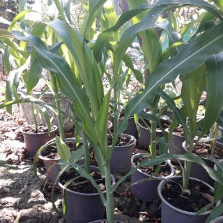 HẠT GIỐNG BẮP NẾP