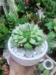 Phật Bà Xanh Kèm Chậu Sứ