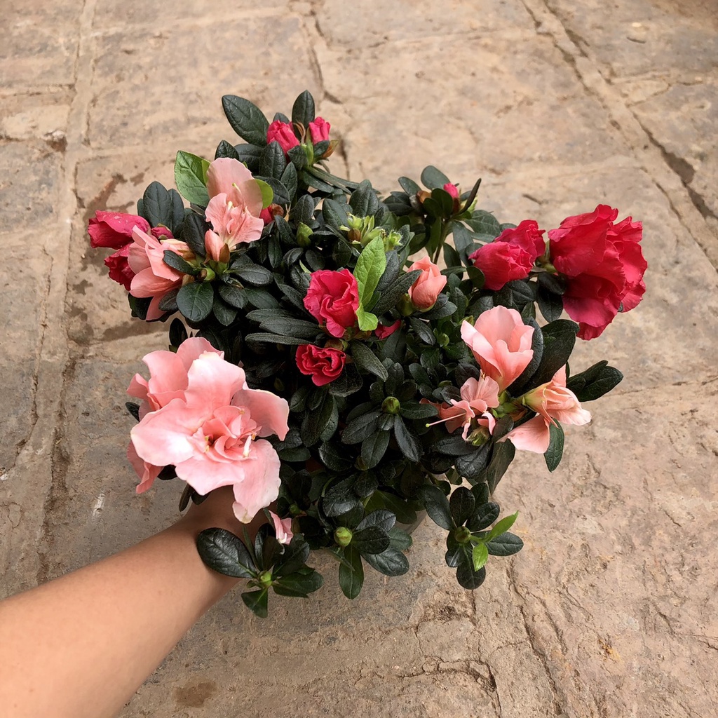 Cây Hoa đỗ quyên 2 màu qua tết hết hoa (Ảnh thât)