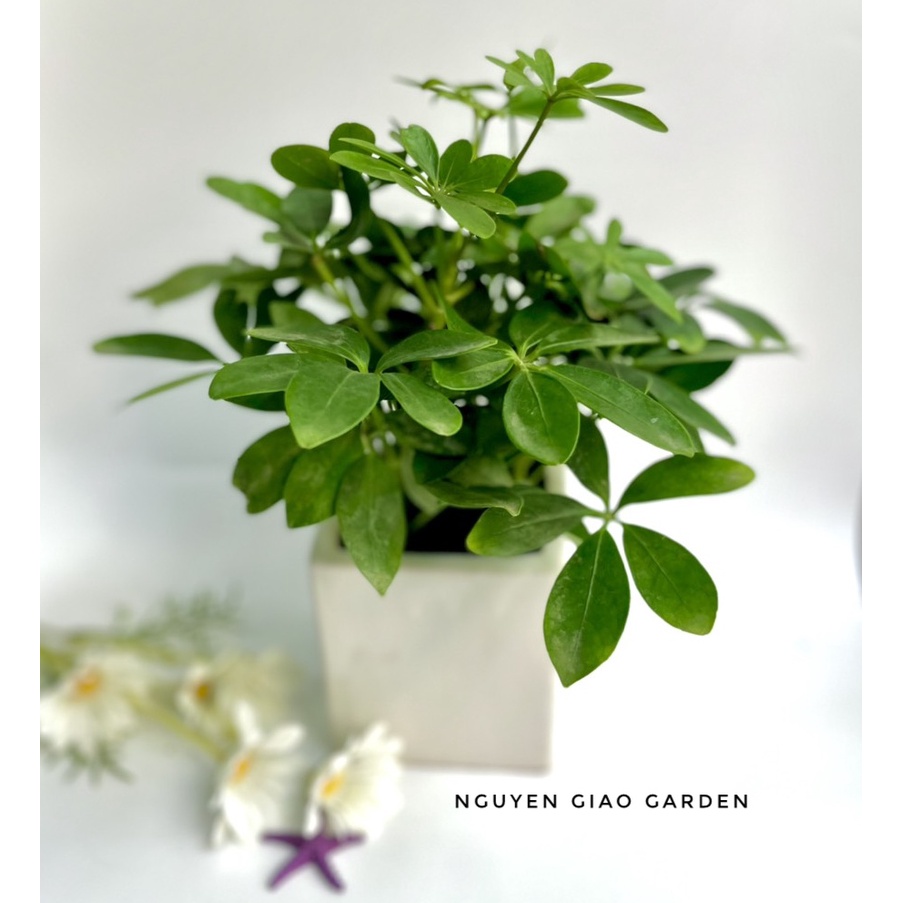 Cây ngũ gia bì chậu sứ vuông dễ chăm sóc