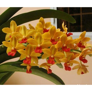 Lan Giống Ngọc điểm Vàng lưỡi đỏ cốc giống