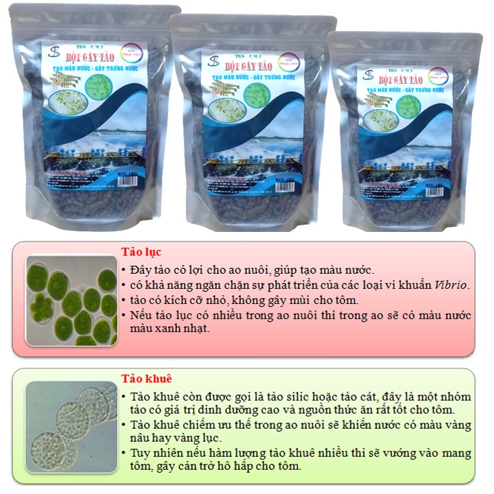 BỘT GÂY TẢO: Tạo Màu Nước Ao Nuôi, Tăng Sức Đề Kháng Cho Tôm, Cá