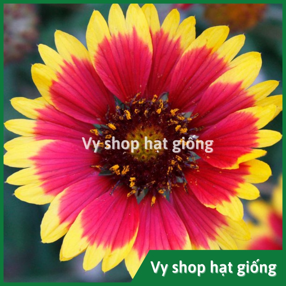 Hạt giống hoa cúc công chúa Gallardia gói 200 hạt