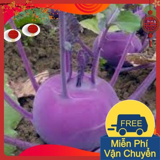 Combo 3 Gói Hạt Giống Su Hào Tím