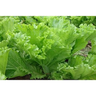 Hạt giống cải bẹ mào gà cao sản kèm quà tặng