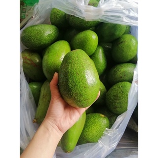 Bơ sáp daklak dẻo ngon 3-4trái/kg