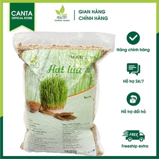 Hạt giống cỏ lúa mì Viethealthy Túi 3kg| Việt healthy| Cỏ lúa mì