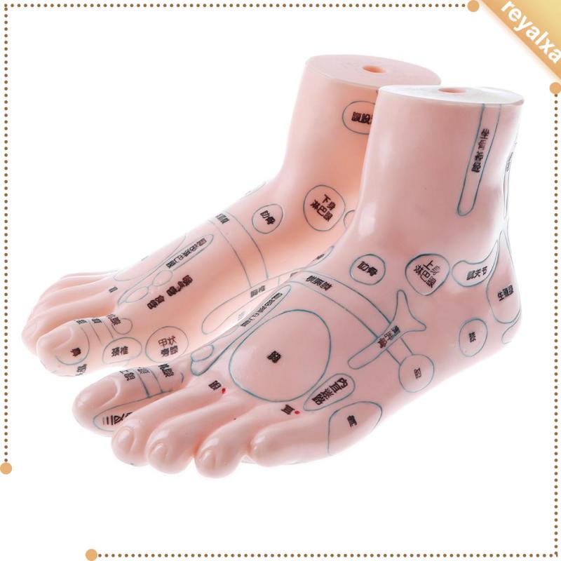 Mô Hình Bàn Chân Người 19Cm Kim Có Màng Phản Quang Mát Xa Chân Người Hỗ Trợ Học Tập