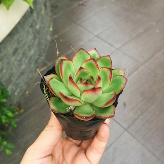 Sen đá viền đỏ - sen đá Viền Lửa