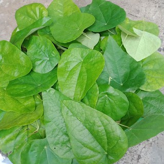 Hạt giống sương sâm gói 5 gam