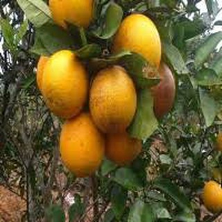 Cây giống Cam xoàn.