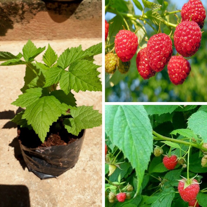 Chậu cây giống trái mâm xôi Đỏ Raspberry - Phúc Bồn Tử - Cây cao 15-20cm đã trồng ổn định, sắp ra hoa