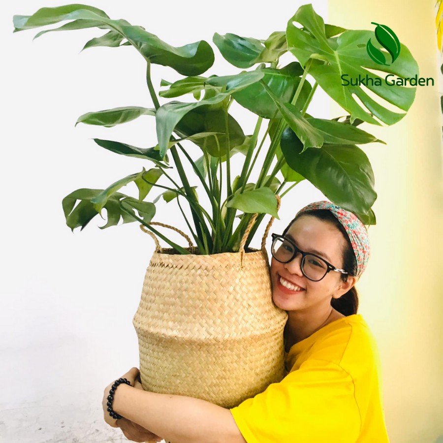 Cây Monstera Deliciosa Trầu Bà Lá Xẻ 80-100cm