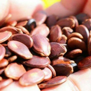 HẠT DƯA NHỎ KHÔNG MÀU.