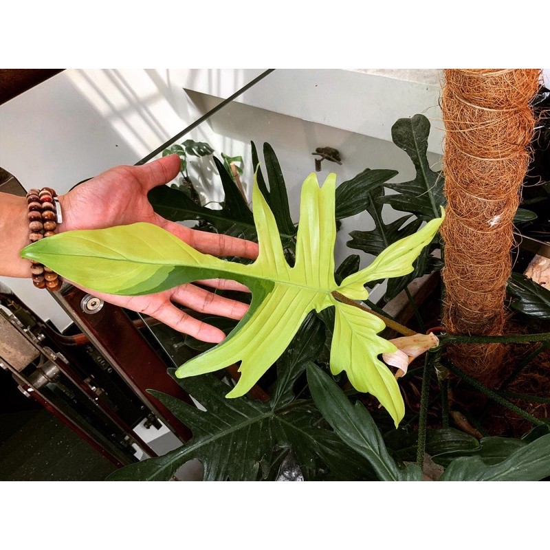 Trầu Bà Cánh Én - Philodendron Florida