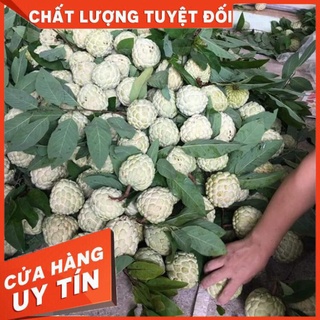 Cây giống na dai đồng bành chi lăng lạng sơn