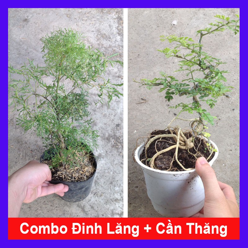 Combo 2 cây ( cây đinh lăng + cây cần thăng ) tặng phân bón cho cây