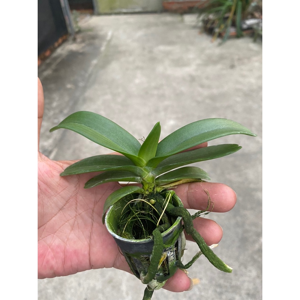 [Chính hãng] ngọc điểm(đai trâu, nghinh xuân) màu vàng lưỡi đỏ độc lạ hàng cây giống 9 tháng tuổi