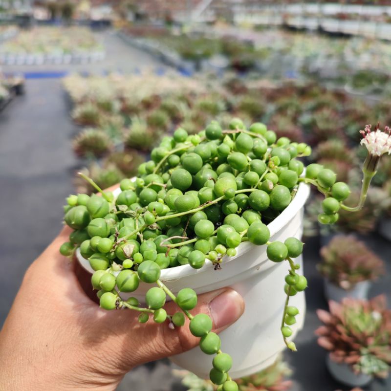 Sen Đá Hạt Ngọc Tròn Size Trung 10-12cm, Sen Đá PANDAA GARDEN Đà Lạt Khoẻ Đẹp, Thích Nghi Mọi Khí Hậu, Lỗi 1 Đổi 1