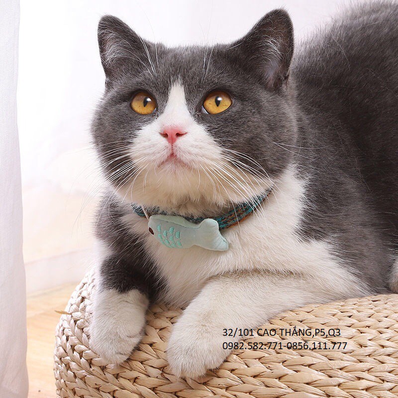 Vòng cổ thêu họa tiết hình chú cá xinh xắn cho thú cưng