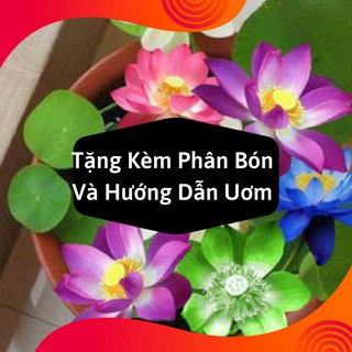 Combo 2 Gói Hạt Giống Hoa Sen Mini Nhật
