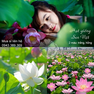 1 kg SEN VIỆT NAM (sen ta) khoảng 900 hạt