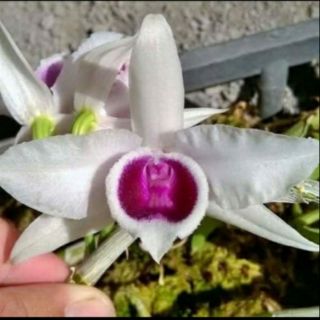 Phi điệp 5 cánh trắng họng hồng