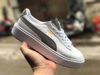 Puma puma.