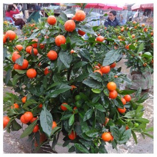 30 Hạt giống Ớt kiểng tròn 