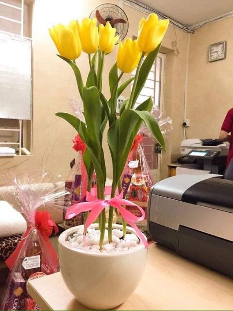 Combo 3 củ hoa tulip màu vàng siêu đẹp
