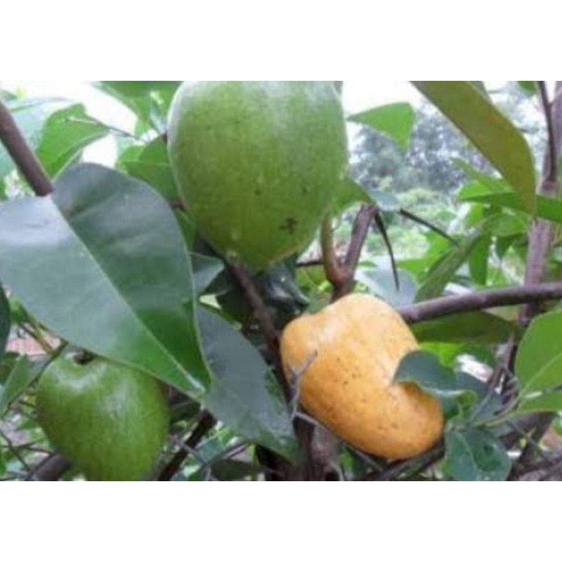 Trái bình bát tươi  1kg