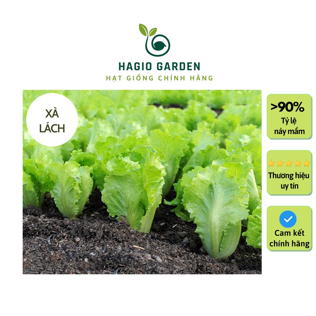 Hạt giống xà lách Rado 357 chính hãng Rạng Đông trồng quanh năm, hạt giống rau củ quả HAGIO