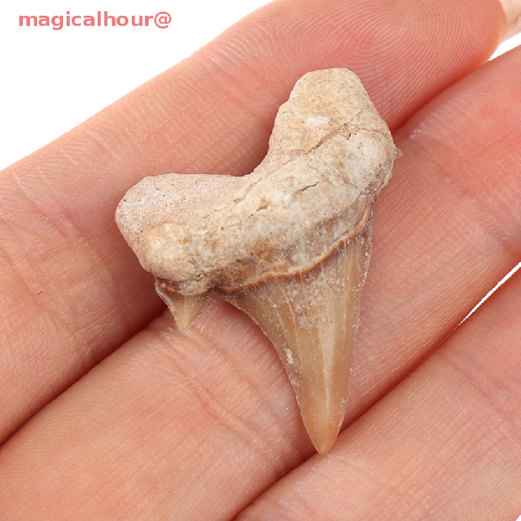 Mặt Dây Chuyền Hình Răng Cá Mập Bằng Khoáng Chất Tự Nhiên Mới