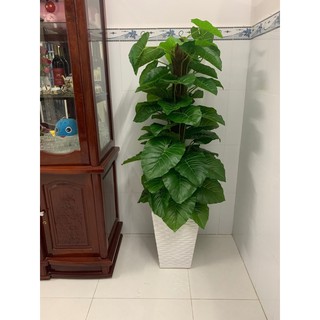combo 2 cây trầu bà leo cột không kèm chậu