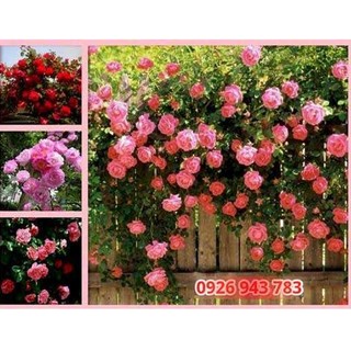 HẠT GIỐNG HOA HỒNG LEO PHÁP - GÓI 20 HẠT