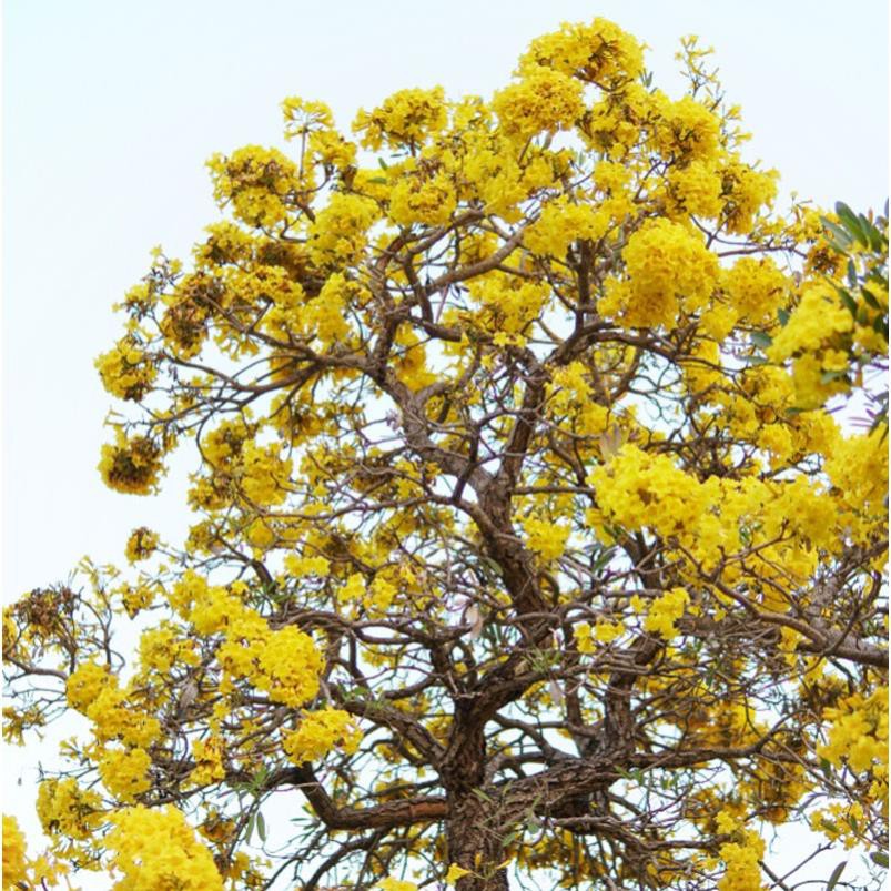 CÂY PHONG LINH VÀNG GIỐNG