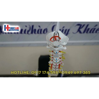 Mô hình xương cột sống 83 cm
