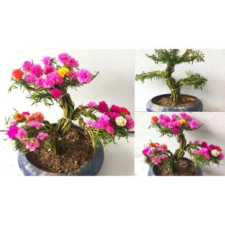 Gói 100 hạt giống hoa mười giờ trồng kiểu bonsai, tặng kích mầm