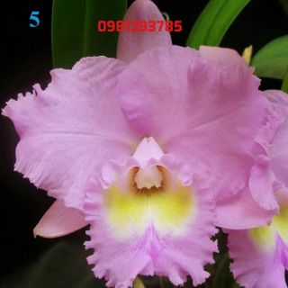 Cattleya cây giống