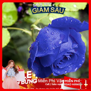 Hạt Giống Hoa Hồng Xanh - 10 Hạt / Gói