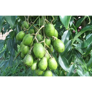 500g cóc rim xốc muối ớt