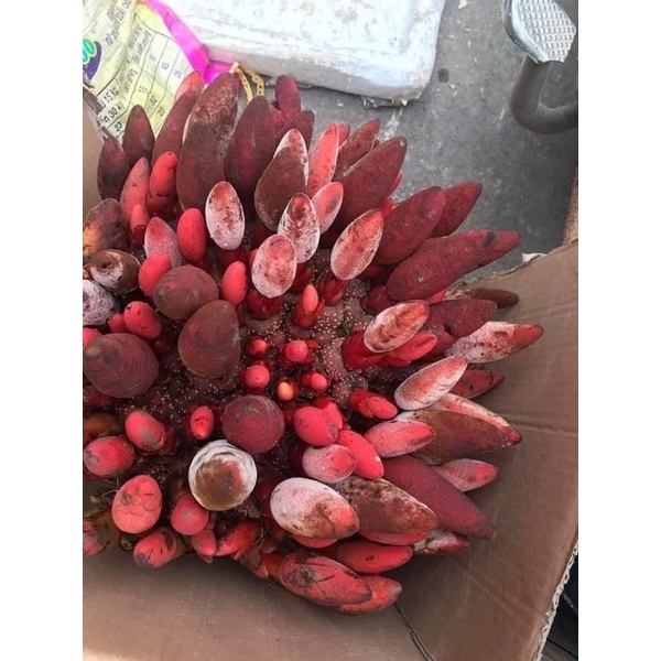 1kg NẤM NGỌC CẨU hàng đẹp